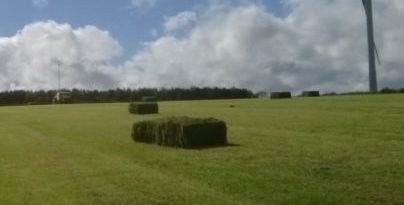 Grass fed meat from Broom House Farm