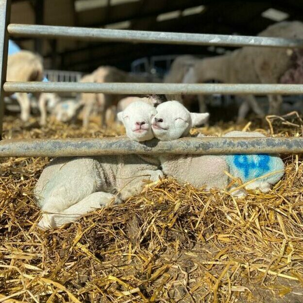 Lambing3